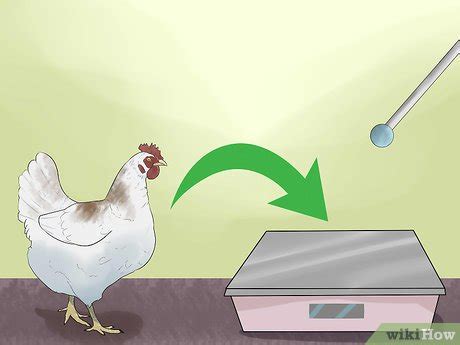 training your chickens|4 Ways to Train Chickens .